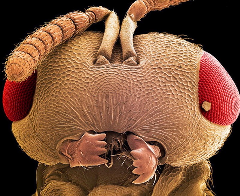 A Wasps Head