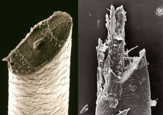Beard Hairs under an electron microscope: cut with a razor left and electric shaver right