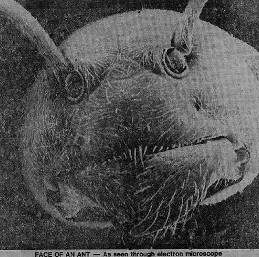 Head of an Ant
