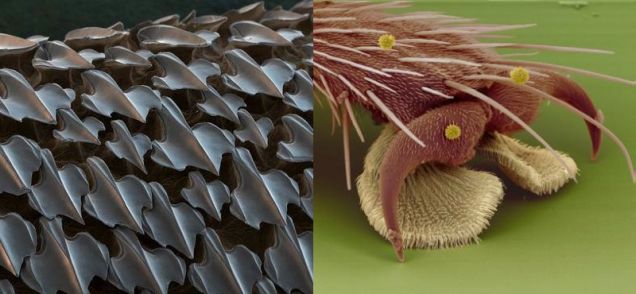 Shark Skin left and the Foot of a Fly right