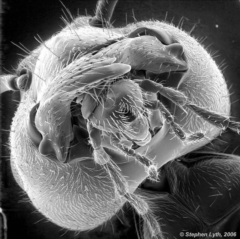 The Face of an Ant
