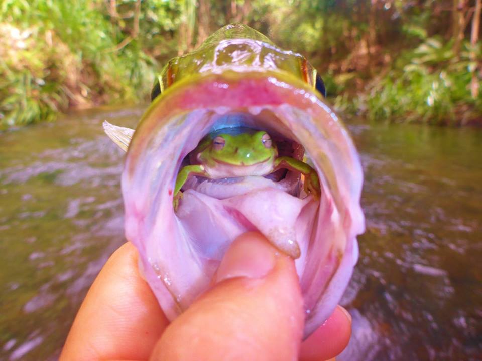 frog in a fish mouth