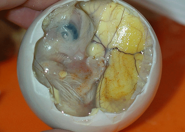 Balut: Nothing more than a fertilized duck embryo, it is boiled alive and violathe rest is up to you. Eaten in South East Asia, the filipino word balut means wrapped