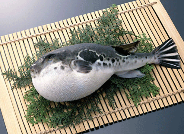 Fugu: is Japanese for pufferfish and in case you didnt know, yes, they are poisonous. Japanese law strictly controls their preparation in restaurants and only highly trained chefs are allowed to handle them. They are so dangerous in fact that domestic preparation has been known to cause accidental death.