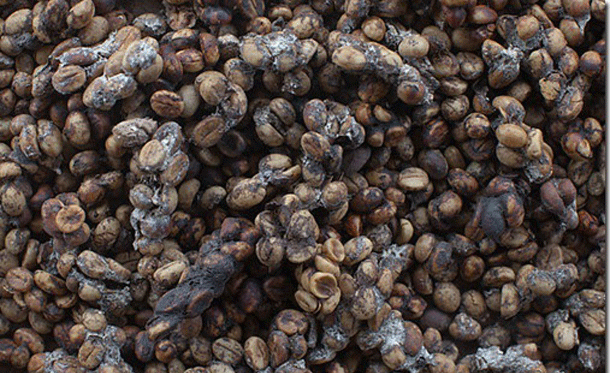 Kopi Luwak: One of the worlds most expensive varieties of coffee it can reach up to 150 USD per pound. It is made from coffee berry beans that have been defecated by Civets, small mammals native to Southeast Asia.