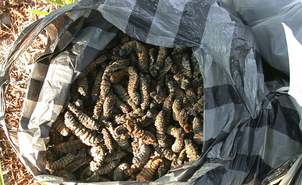 Mopane: Generally found on Mopane trees hence the name, this caterpillar is an important source of protein for millions of people in Africa. Typically they are dried out and eaten as a crispy snack.