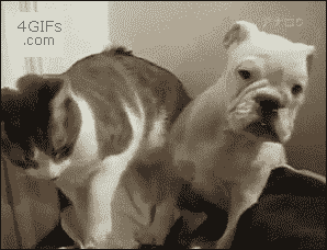 cat slaps dog gif - 4GIFs .com