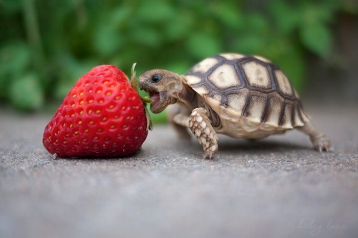16 Pictures of Animals Eating Fruit.