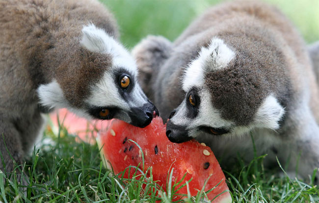 16 Pictures of Animals Eating Fruit.