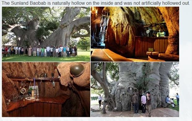 A 6000 Year Old Tree Has A Surprise Inside