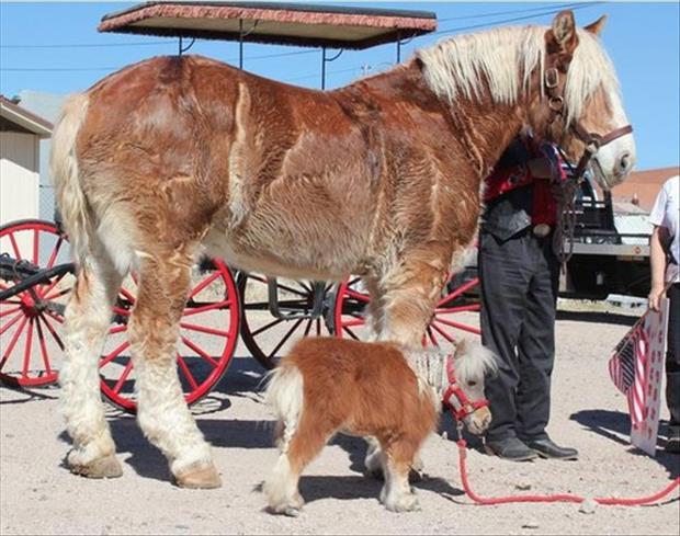 big and small horse