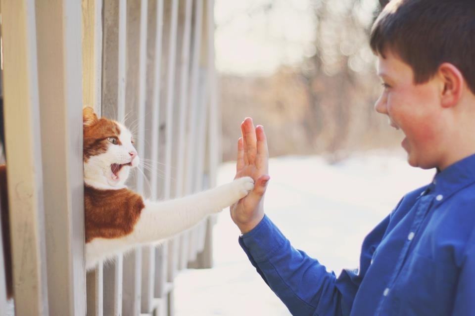 20 Animals That Really Need a High Five Right Now