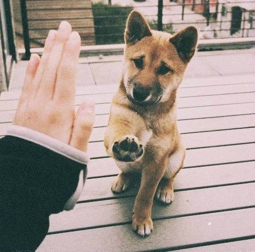 20 Animals That Really Need a High Five Right Now