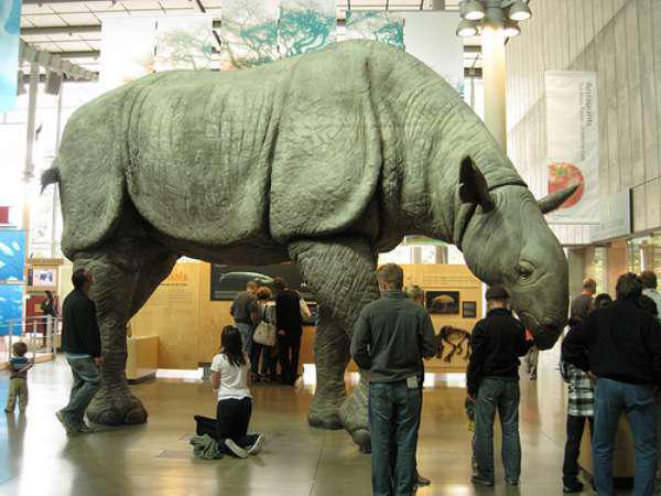 Paraceratherium was a hornless rhinoceros and the largest land mammal that has ever lived. It went extinct 23 million years ago. Weighing up to 44,000 lbs and 16 ft tall at the shoulder, Paraceratherium dwarfed Aftican elephants which are the modern day largest land mammal.