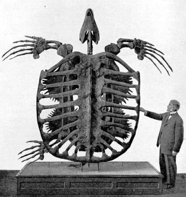 Archelon was a giant marine turtle that lived roughly 80 million years ago. It grew up to 13 ft long and 16 ft wide. These turtles weighed nearly 5,000 lbs and had lives that lasted over a hundred years.