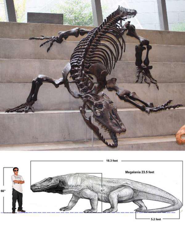 Megalania were the giant ancestors of Komodo Dragons. They went extinct about 30,000 years ago which means the first aboriginal settlers may have encountered them. It grew up to 23 ft long and weighed over 1,000 lbs. It is the largest lizard known to have ever existed.