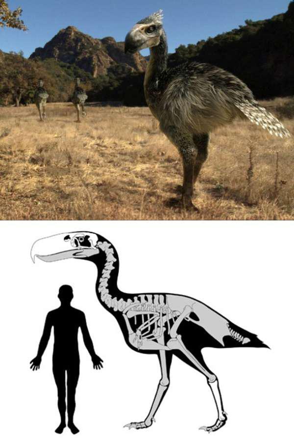Terror Birds were large carnivorous flightless birds that served as apex predators in South America until about 2.5 million years ago. Growing up to 10 ft tall, Terror Birds would rip the flesh off their victims with their giant beaks.