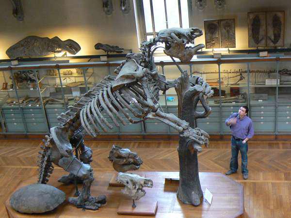 Megatherium was an elephant sized sloth that weighed nearly 9,000 lbs and was 20 ft long. Like the Wooly Rhino, they were still around until about 8,000 BC. Unlike the sloths of today, Megatherium lived on the ground.