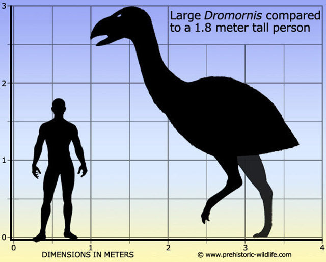 Giant thunder birds (Dromornithidae) roamed Australia as recently as 15,000 years ago.