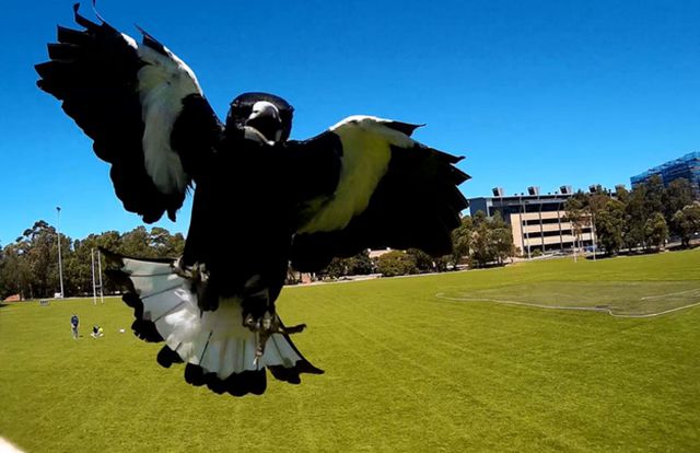 Every year someone loses an eye to one of Australia’s most dangerous predators: the magpie.
