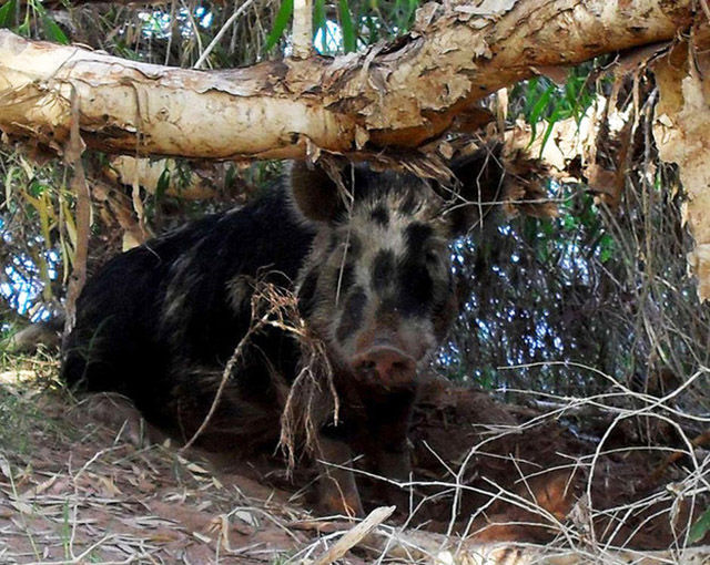 In 2013, a feral pig stole 18 beers from campers, got drunk, and started a fight with a cow.