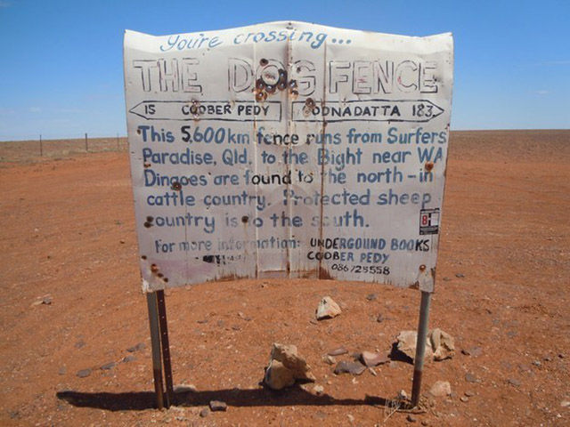 Built to keep Australia’s native dog away from sheep, the 5,500-kilometre Dingo Fence is the longest fence on Earth.
