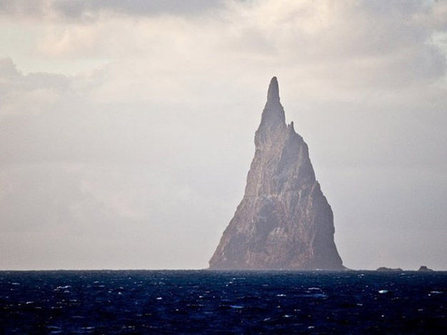 The last 24 members of a species of giant stick insect were found under a bush on Ball’s Pyramid off Lord Howe Island in 2001, 80 years after the last sighting.