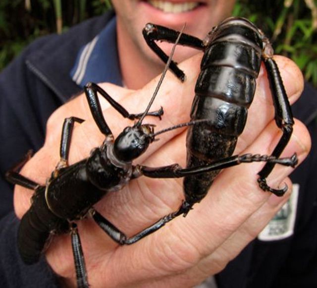 The size of a human hand, the bugs are known as “tree lobsters” because of their hard exoskeleton.