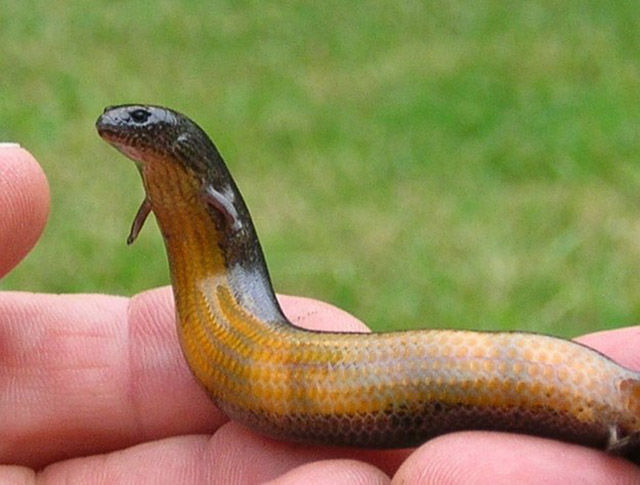 Australia’s yellow-bellied three-toed skink is currently evolving from egg laying to live births.