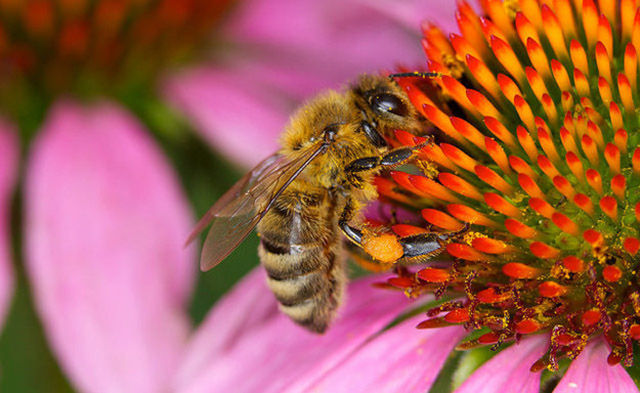 Australia’s second most dangerous creature is the European honey bee, which 1–2% of the population is allergic to. It kills more people than sharks on average.