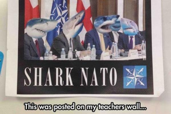 pun shark nato - Shark Nato This was posted on my teachers wallo