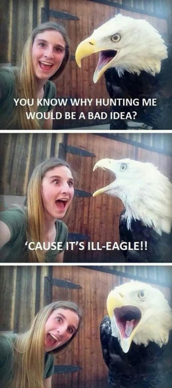 pun eagle puns - You Know Why Hunting Me Would Be A Bad Idea? 'Cause It'S IllEagle!!