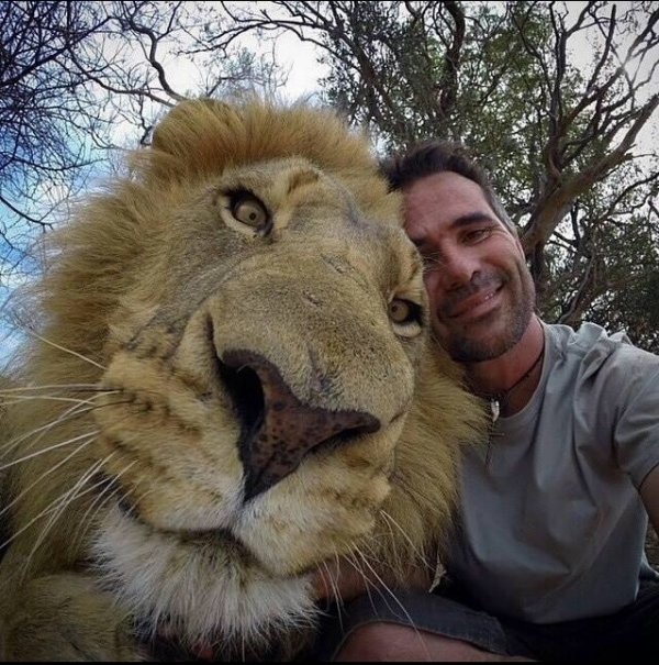 selfie with a lion