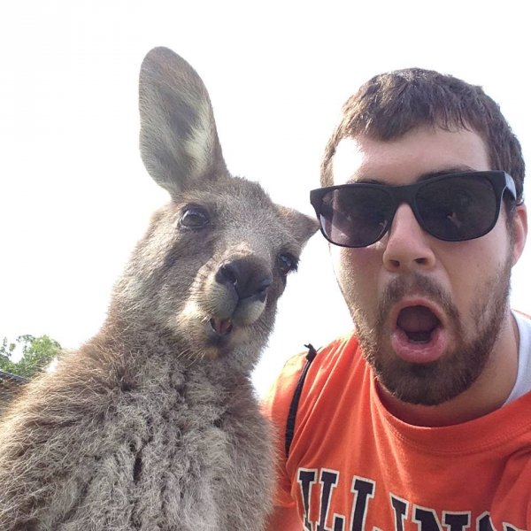australian selfie with kangaroo
