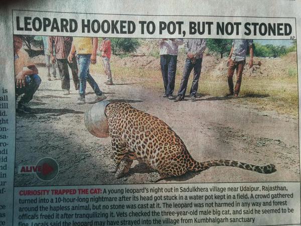 will make you say wtf - Leopard Hooked To Pot, But Not Stoned to adi Curiosity Trapped The Cat A young leopard's night out in Sadulkhera village near Udaipur, Rajasthan. turned into a 10hourlong nightmare after its head got stuck in a water pot kept in a 