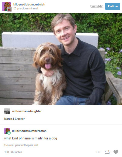 tumblr - martin and cracker - killbenedictoumberbatch preciousmineral tumblr. willowmansdaughter Martin & Cracker killbenedictcumberbatch what kind of name is martin for a dog Source pawsinthepark.net 186,389 notes