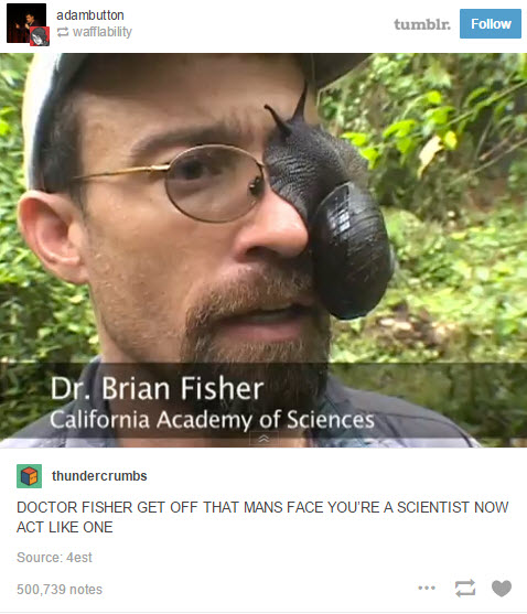 tumblr - dr brian fisher snail - adambutton wafflability tumblr. Sn Dr. Brian Fisher California Academy of Sciences thundercrumbs Doctor Fisher Get Off That Mans Face You'Re A Scientist Now Act One Source 4est 500,739 notes
