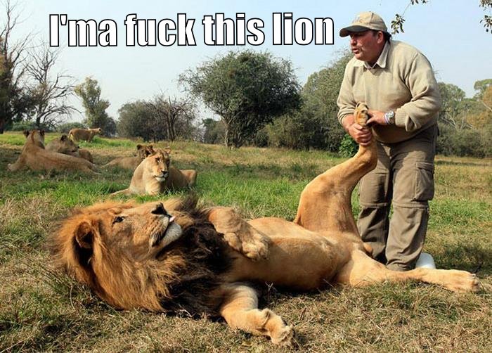 The guy wants to fuck the  lion
