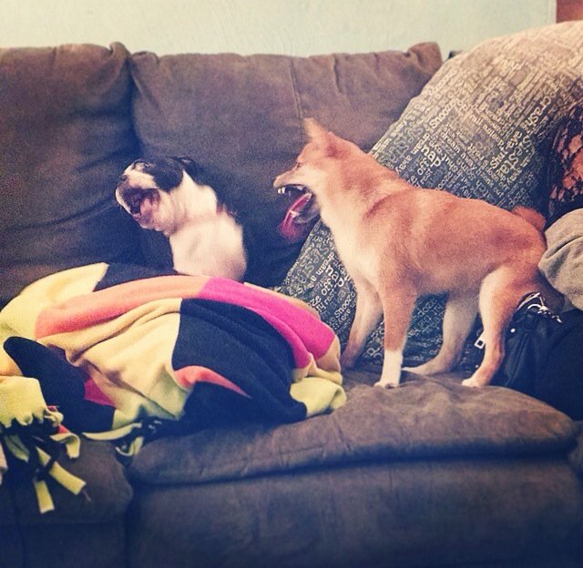 Young shiba inu makes scary face at boston terrier