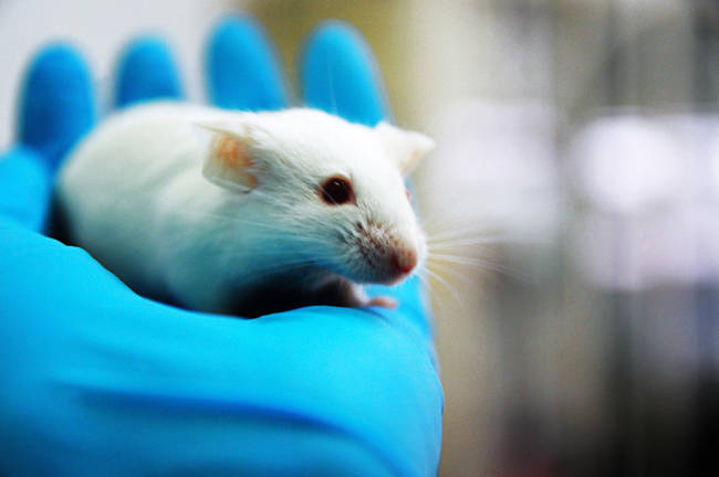11. Harvard scientists have not only slowed down the aging process in mice, but have even been able to completely reverse it.