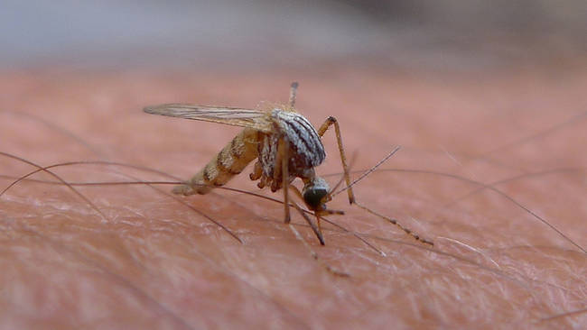 12. Japanese scientists studied mosquitos to create a virtually painless syringe needle.