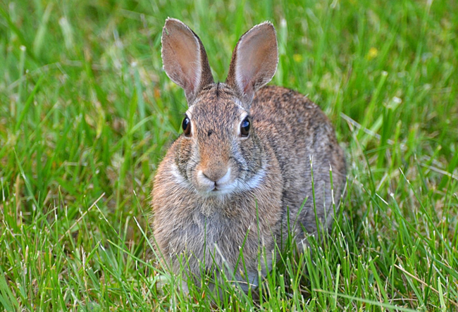 17. In 1952, a European scientist released a bacterium into the wild which almost eradicated the continent's rabbit population. There was a 90 percent reduction in France and 95 percent in the UK.