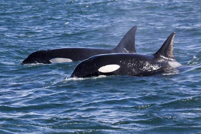 Unlike their name would have you believe, killer whales aren't related to other whales as much as they are to dolphins.