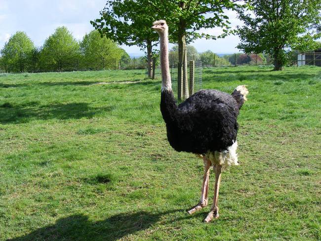 Ostriches dont bury their heads in the ground when theyre scared. Cartoons lied to you. They actually play dead.