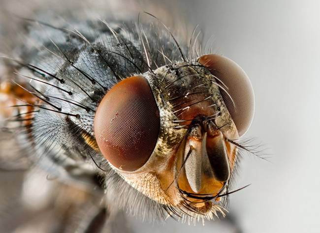 House flies can actually live for a month, contrary to the common belief that they only live for 24 hours.