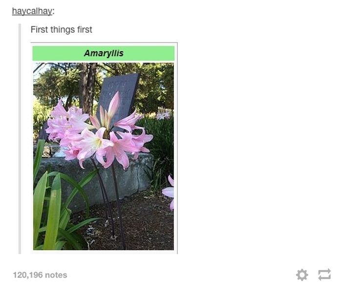 tumblr - haycalhay First things first Amaryllis 120,196 notes