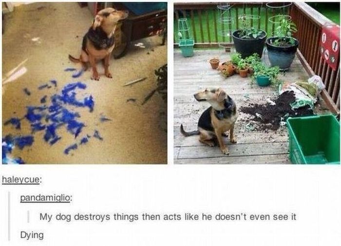 tumblr - my dog destroys things then acts like he doesn t see it - haleycue pandamiglio My dog destroys things then acts he doesn't even see it Dying