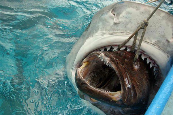 14 WTF Aquatic Creatures That Will Haunt Your Nightmares