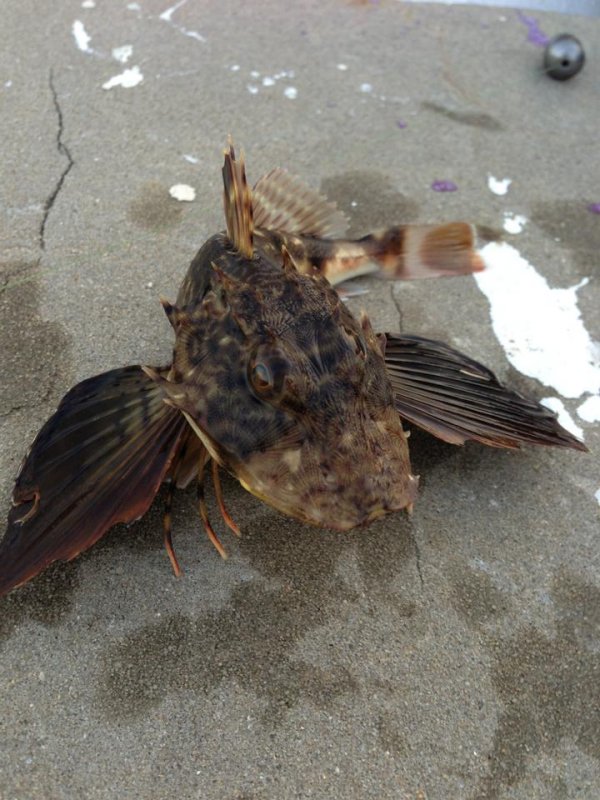 14 WTF Aquatic Creatures That Will Haunt Your Nightmares