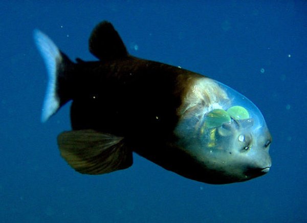 14 WTF Aquatic Creatures That Will Haunt Your Nightmares